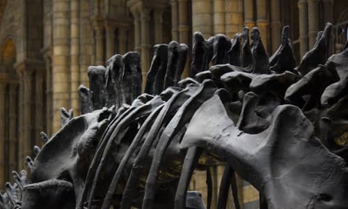 Dinosaur bones in a musem