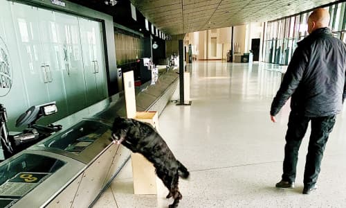 Police sniffer dog training