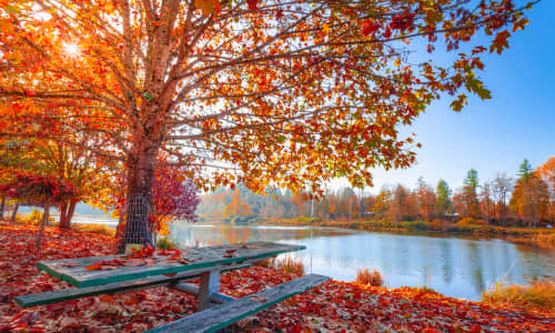 Autumnal scene with a large tree and leaves on the floor