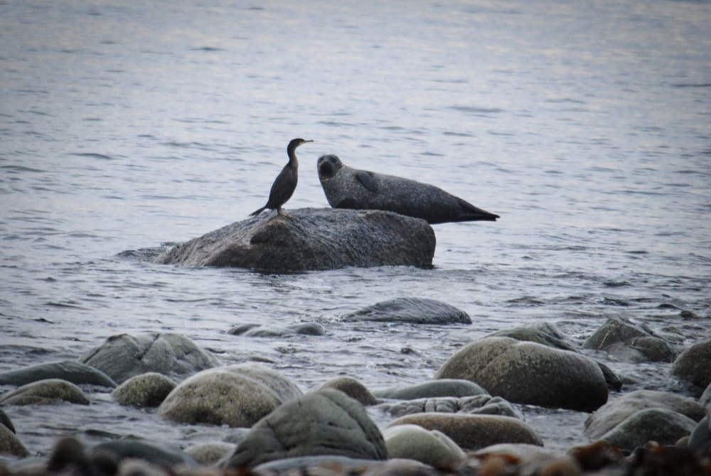 Wildlife on Arrans coastline