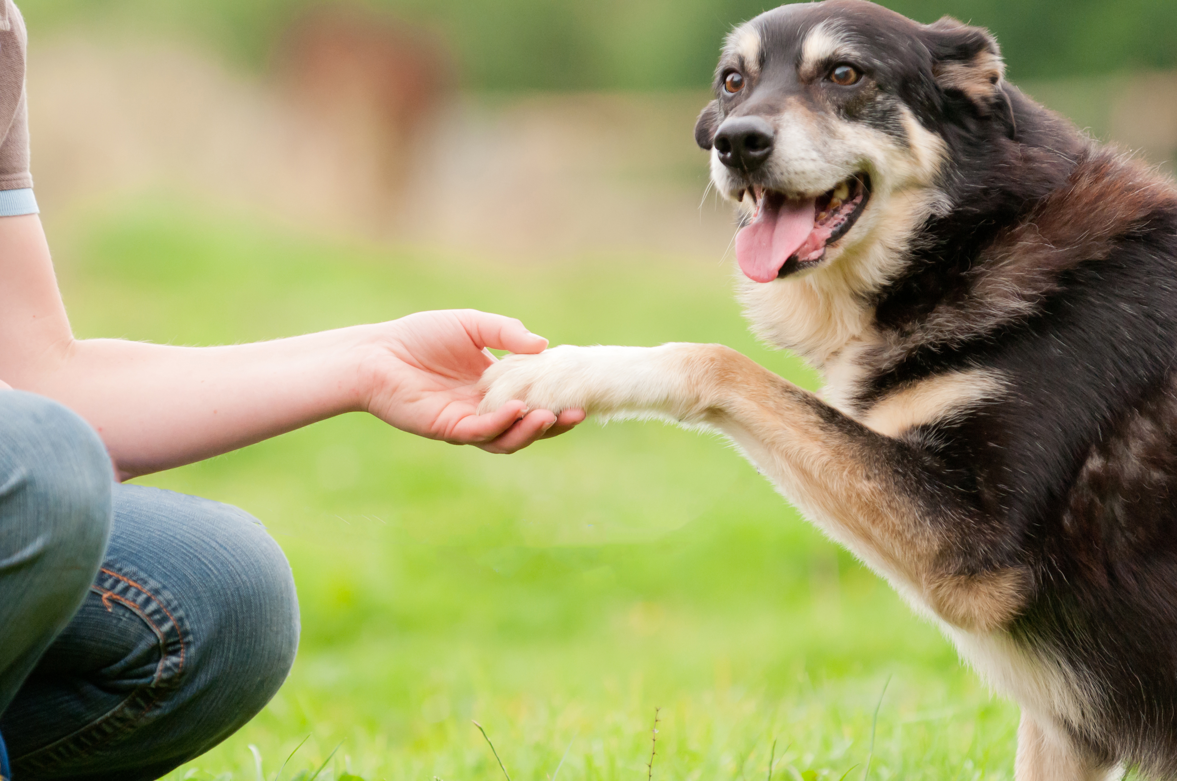 mutt manners dog training