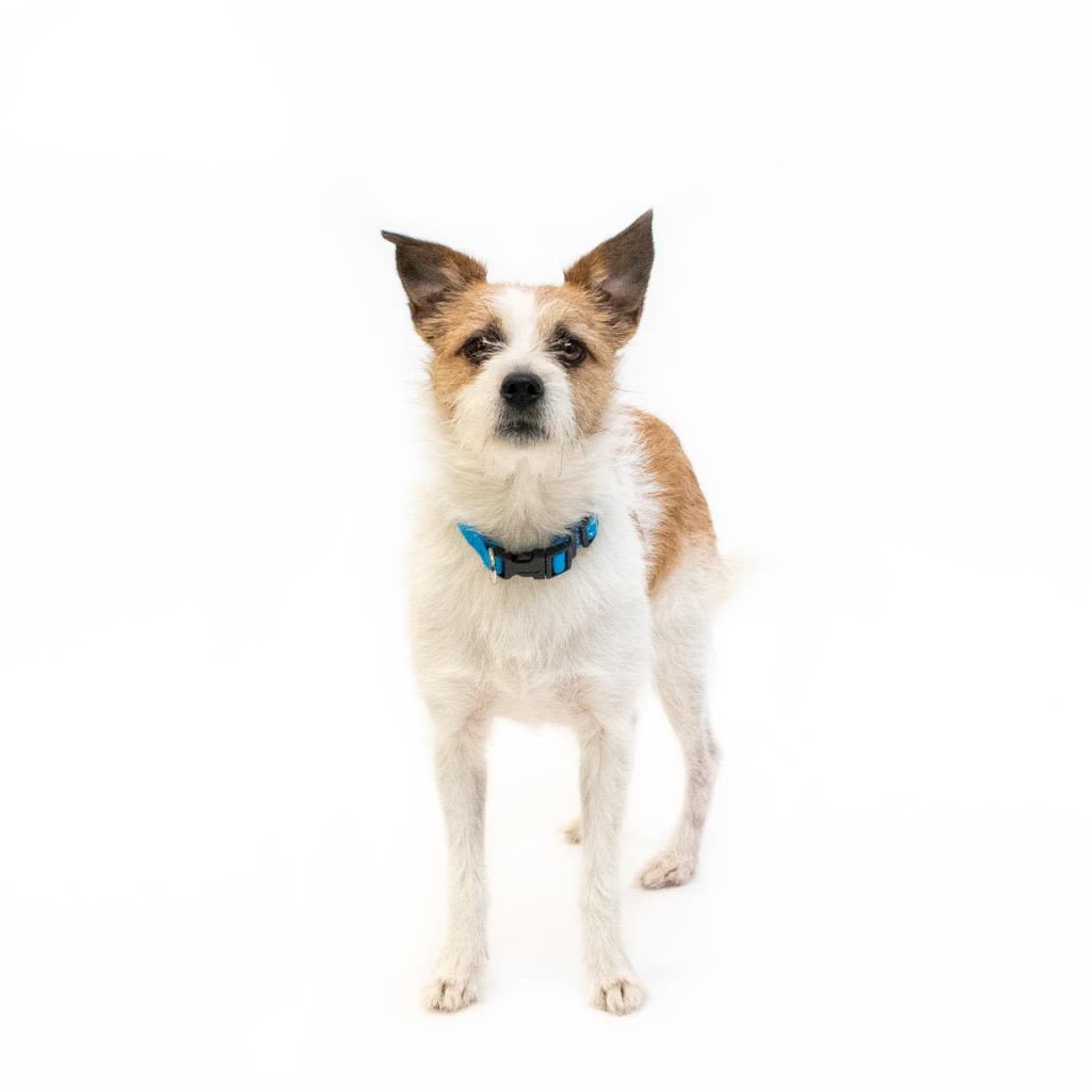 Wallis Annenberg PetSpace