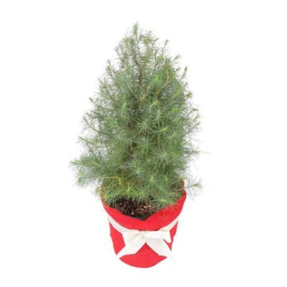 Árbol natural mini navideño por pza | Walmart