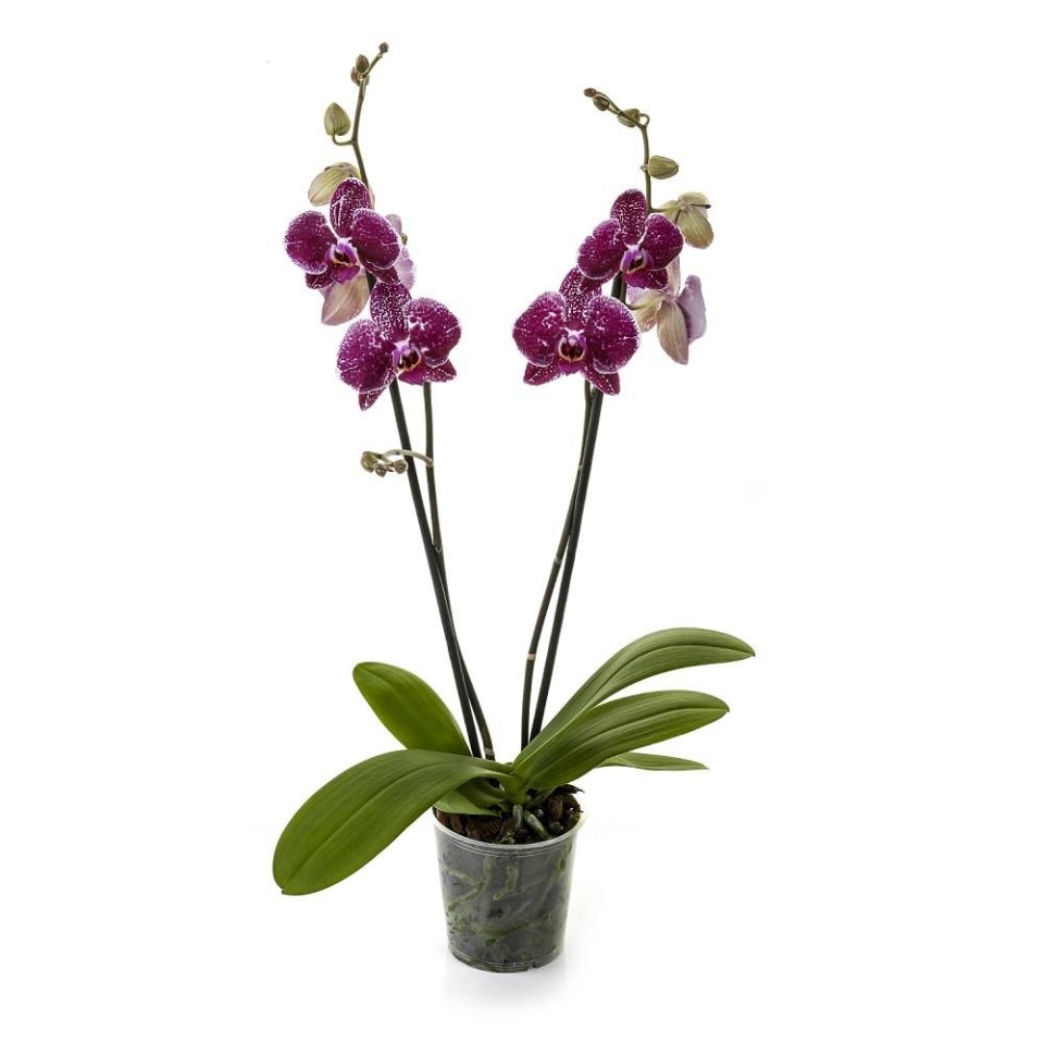 Orquídea phalaenopsis por pieza | Walmart