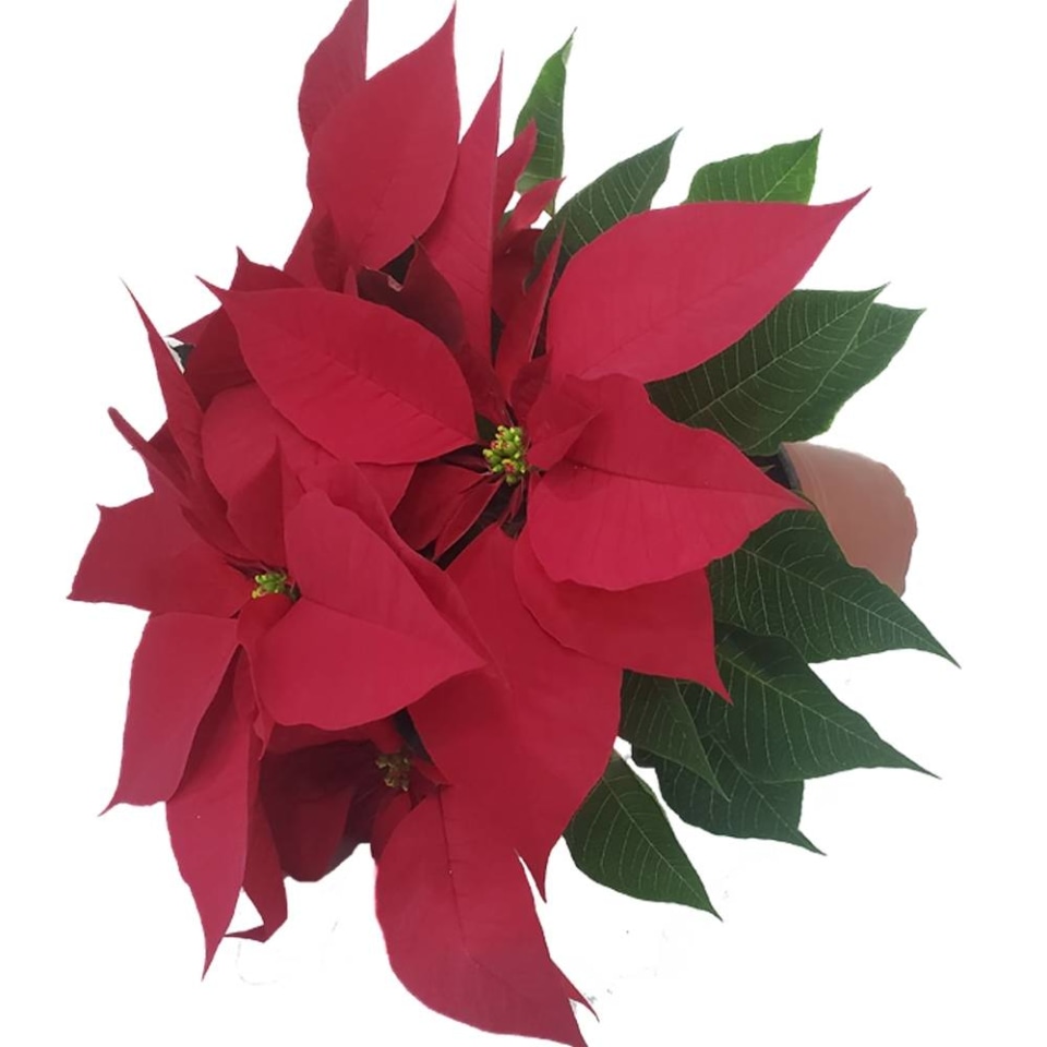 Nochebuena para decorar planta en costal yute 1 pieza | Walmart