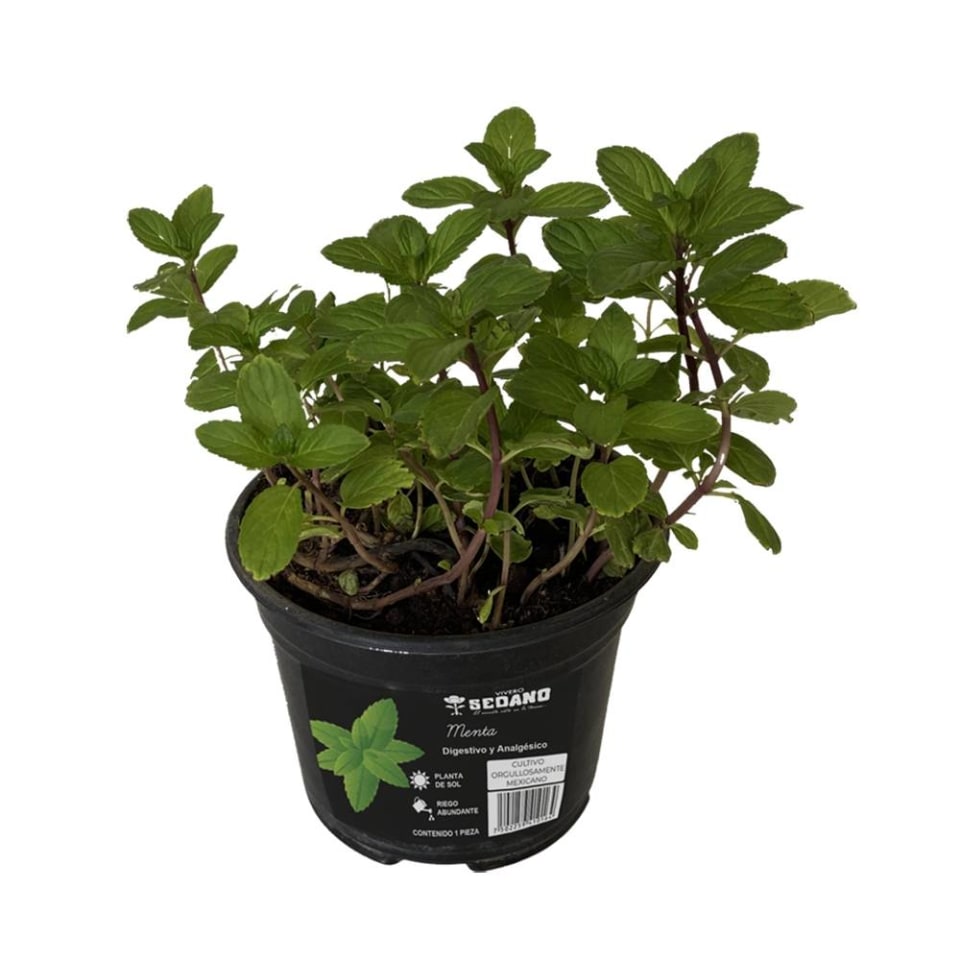 Planta de menta en maceta | Walmart