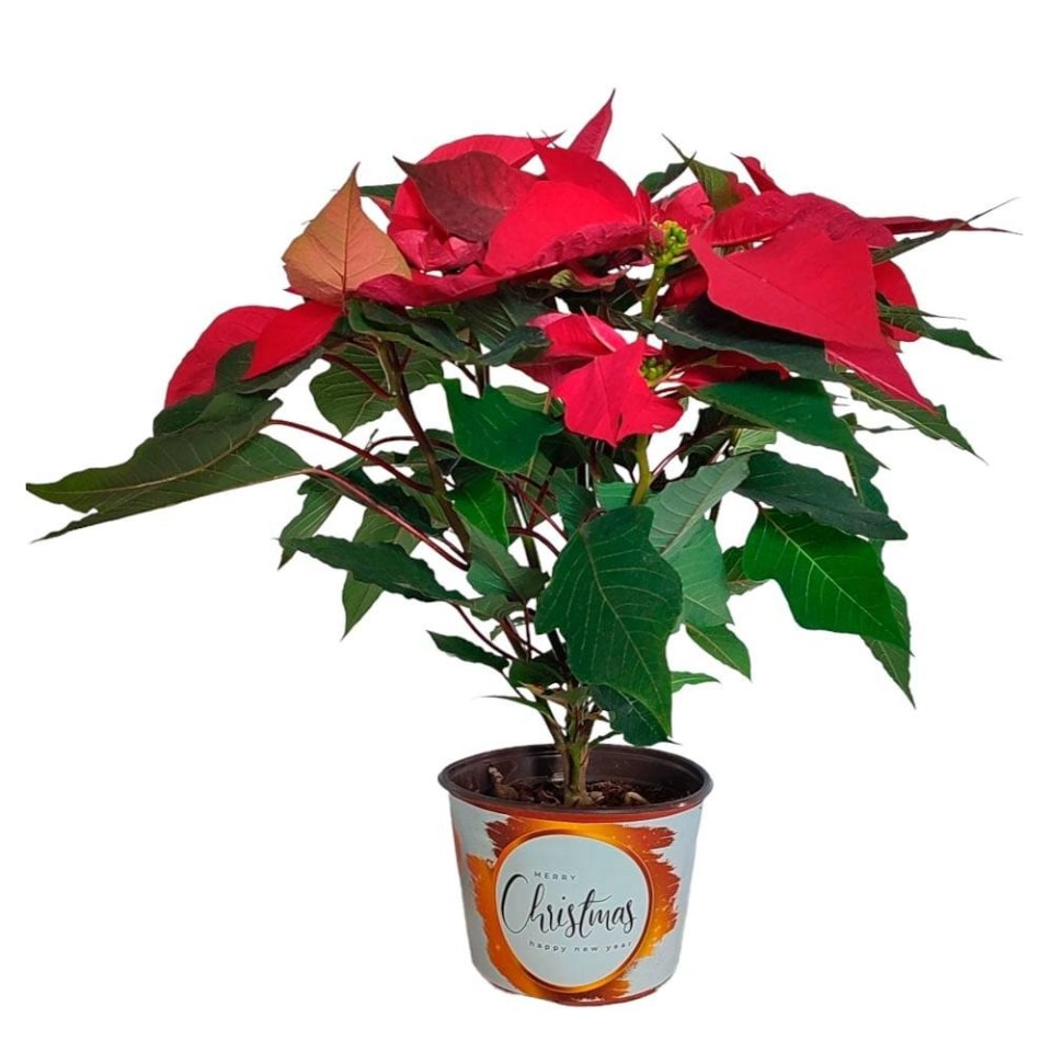 Flor de nochebuena en maceta de 6 pulgadas | Walmart Flor de nochebuena en maceta de 6 pulgadas | Walmart