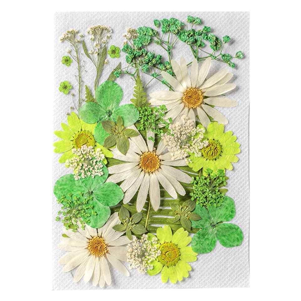 Flores secas naturales flores prensadas artísticas decoraciones de joyería de belleza postales de Inevent HA010799-02 | Walmart en línea Flores secas naturales flores prensadas artísticas decoraciones de joyería de belleza postales de Inevent HA010799-02 | Walmart en línea