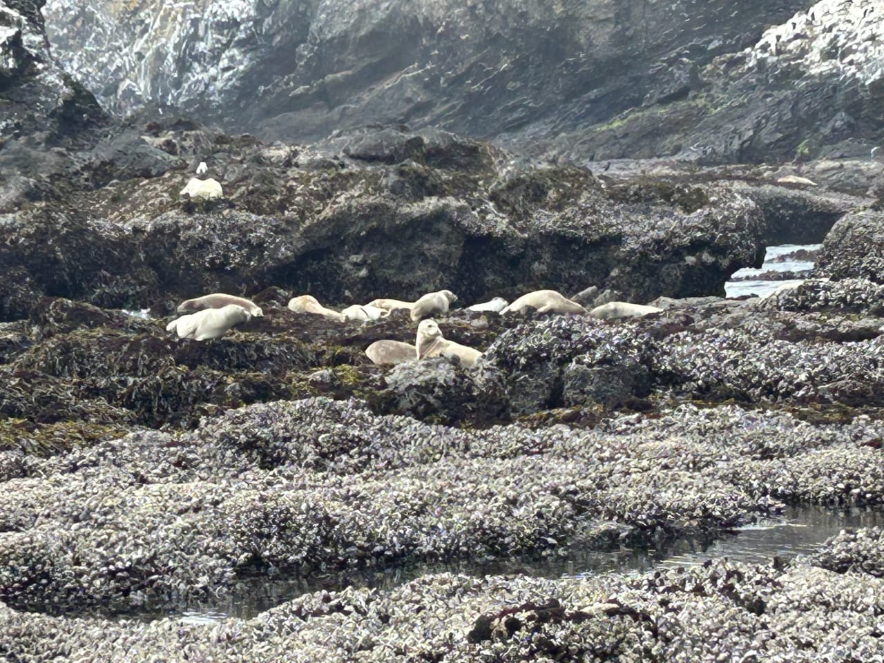 Photograph taken in Oregon, 22 June 2026