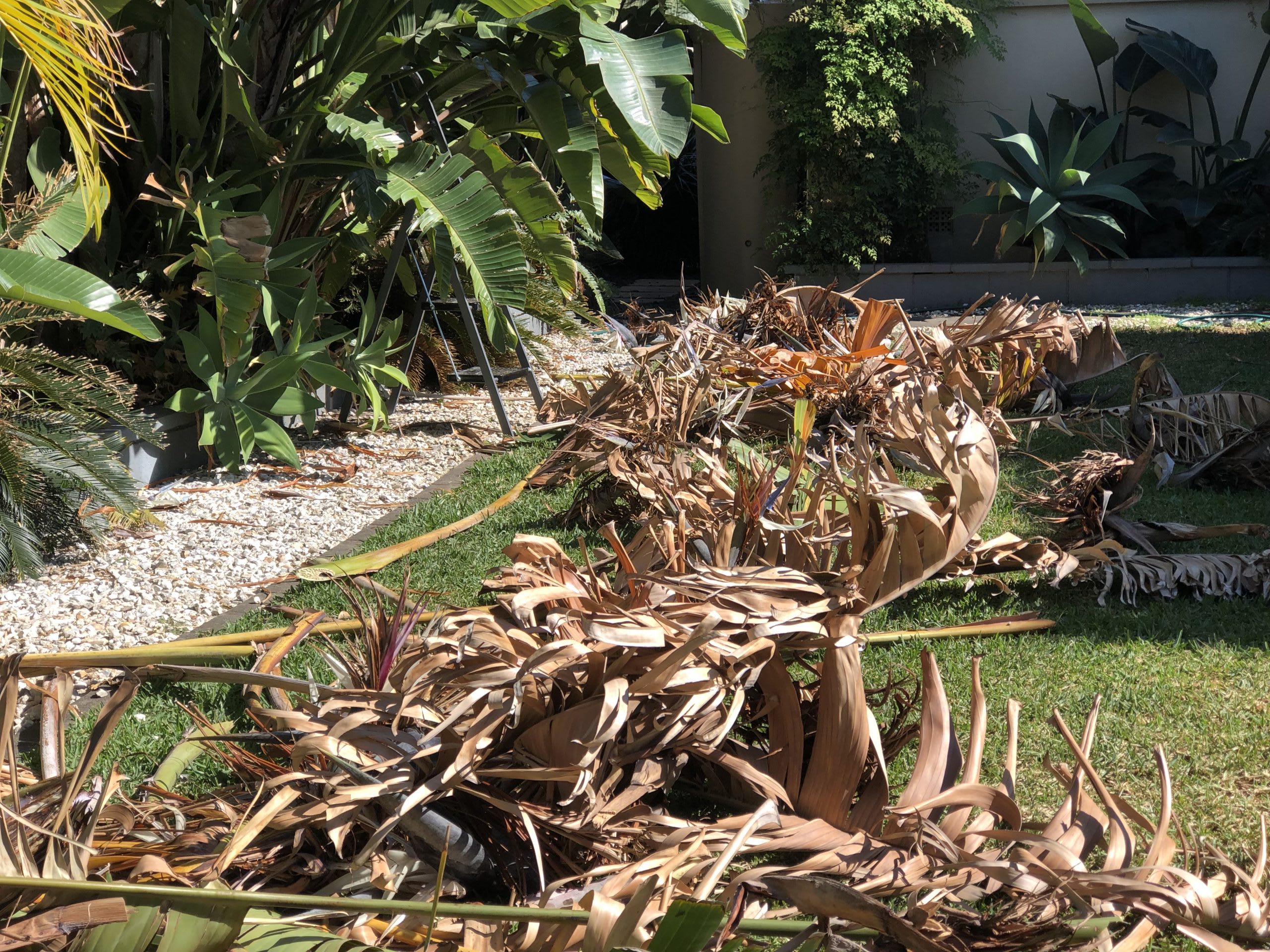 The Ultimate Green Waste Removal Guide For Brisbane The Ultimate Green Waste Removal Guide For Brisbane