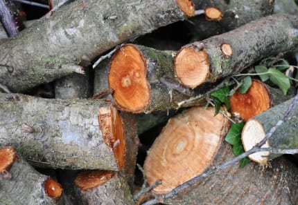 Why organic waste collection is important Why organic waste collection is important