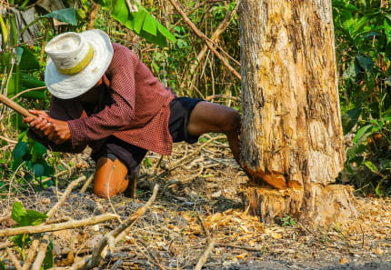 5 things to know about our Green Skip Bins 5 things to know about our Green Skip Bins