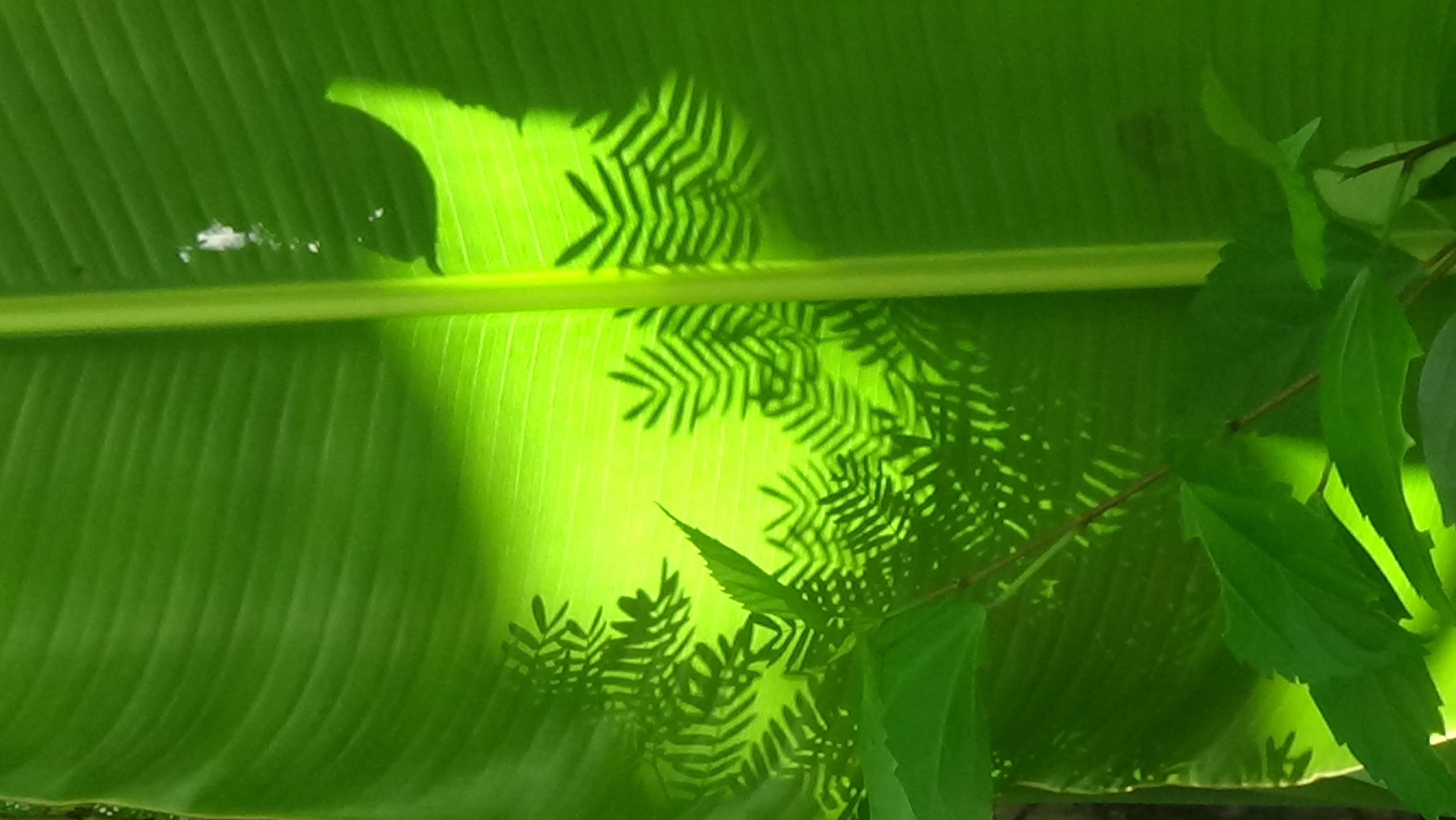 Shadows of leaves on a large leaf