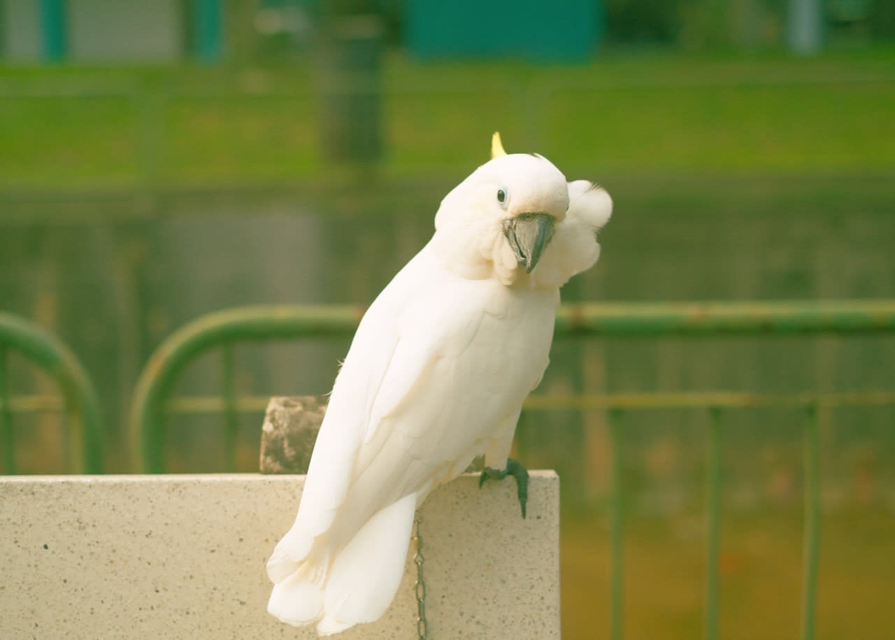 Kiki the cockatoo