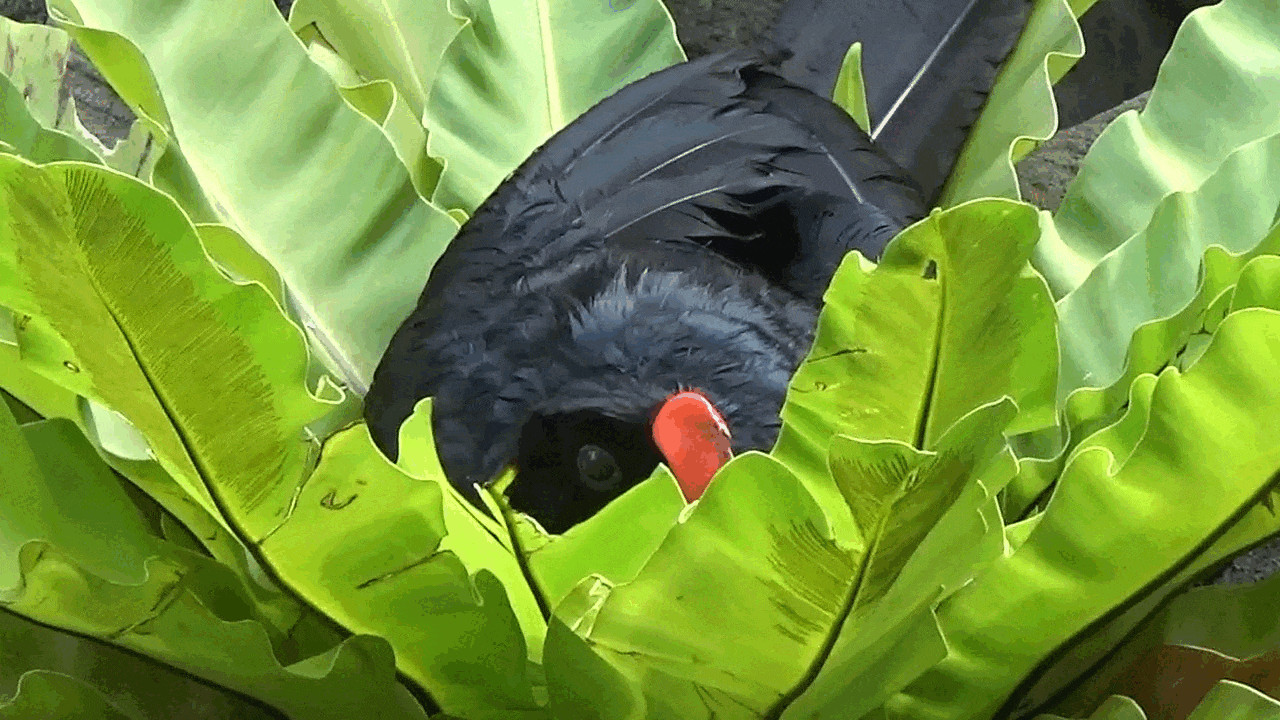 Nictitating membrane