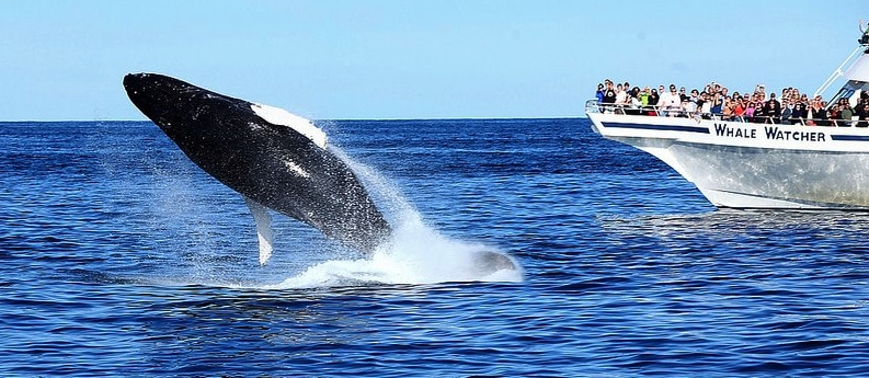 Whale_and_Boat