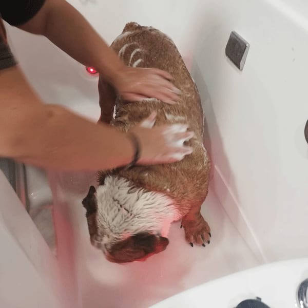 Soin de balnéothérapie pour chien