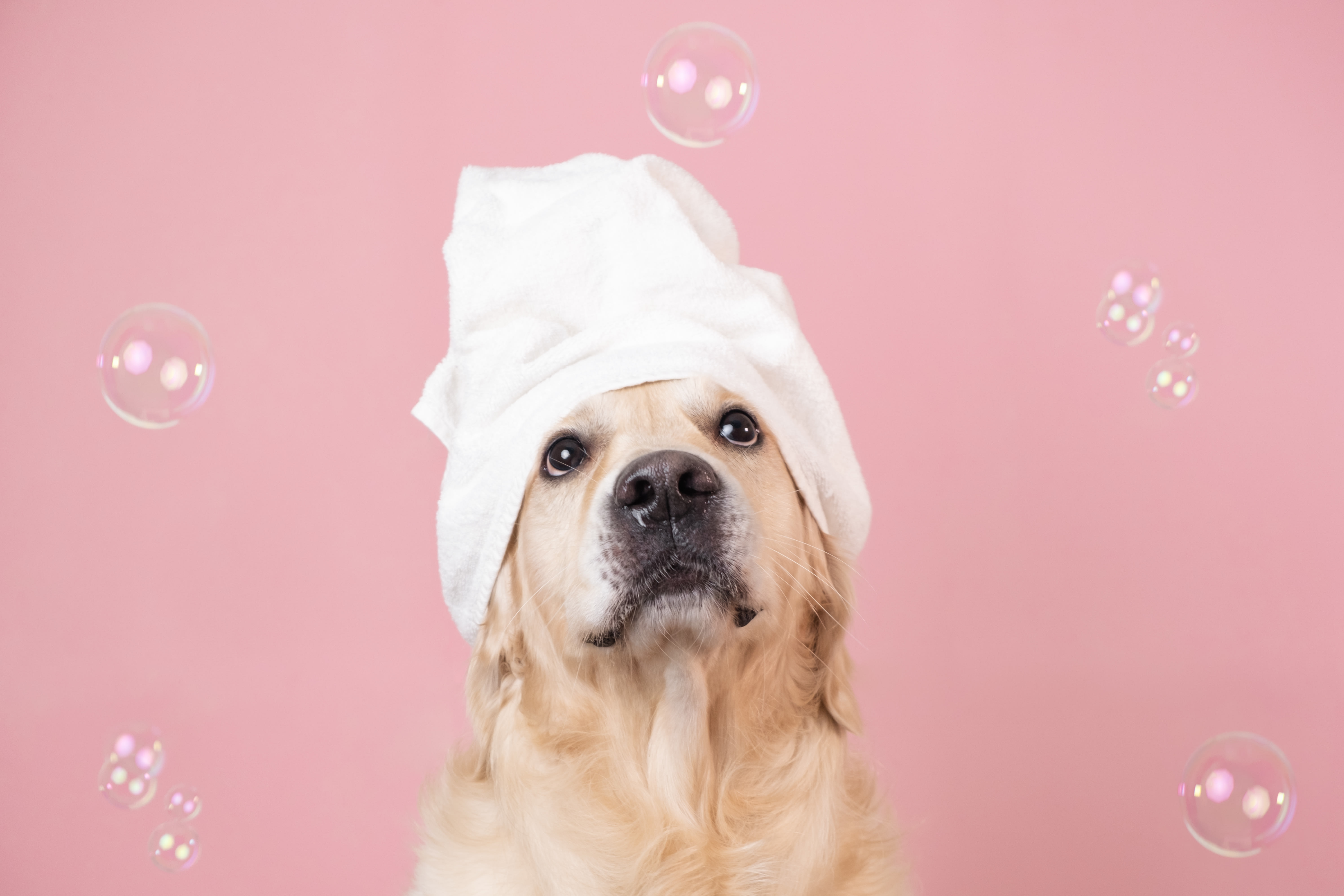 Liefdevolle aandacht voor iedere hond