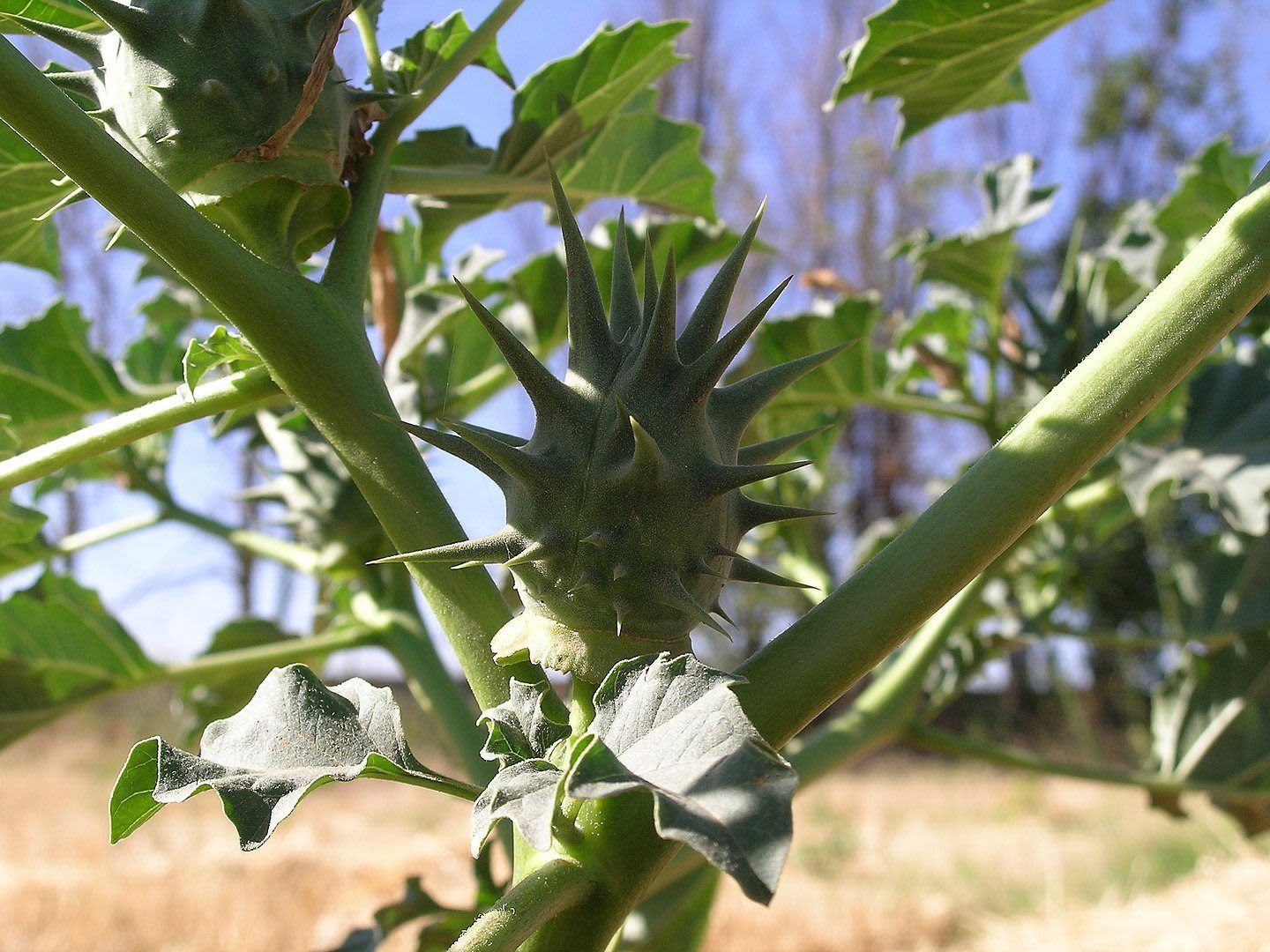 Toloache: Conoce la Poderosa Planta del Amor - Pachamama Inca