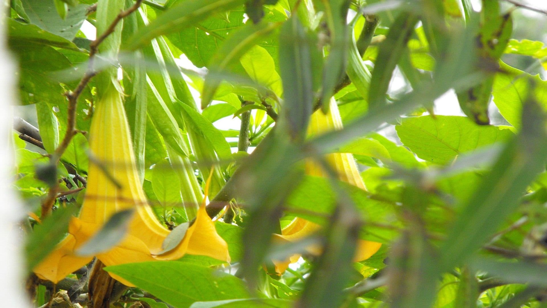 Floripondio (Brugmansia Arborea) - Completa Guía (2020)