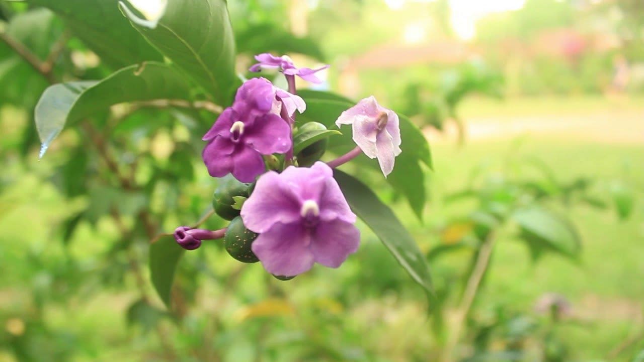 Chiric Sanango (Brunfelsia Grandiflora) - Guía Completa (2020)
