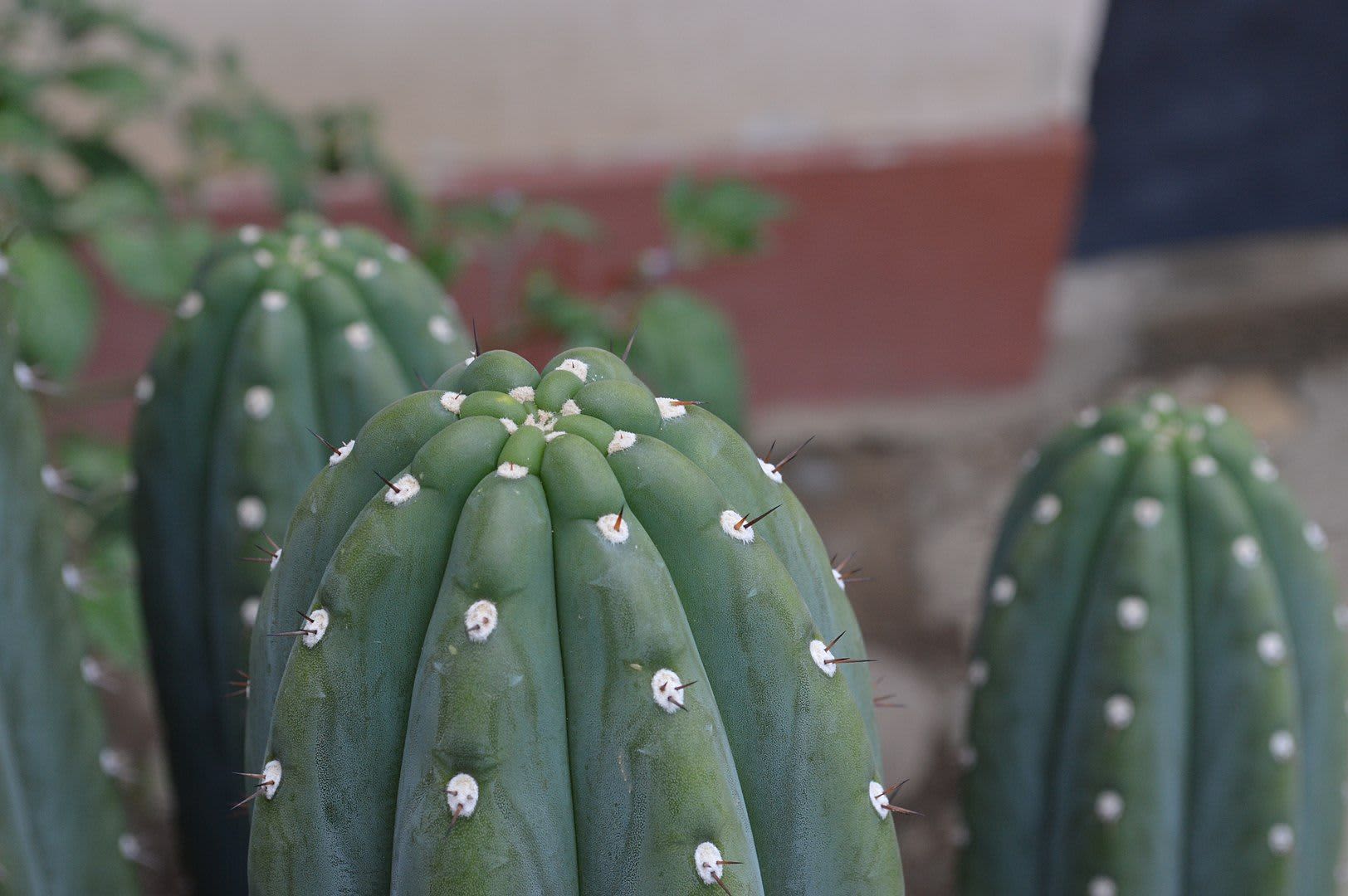 Cactus San Pedro: Guía Completa (2020) - Pachamama Inca