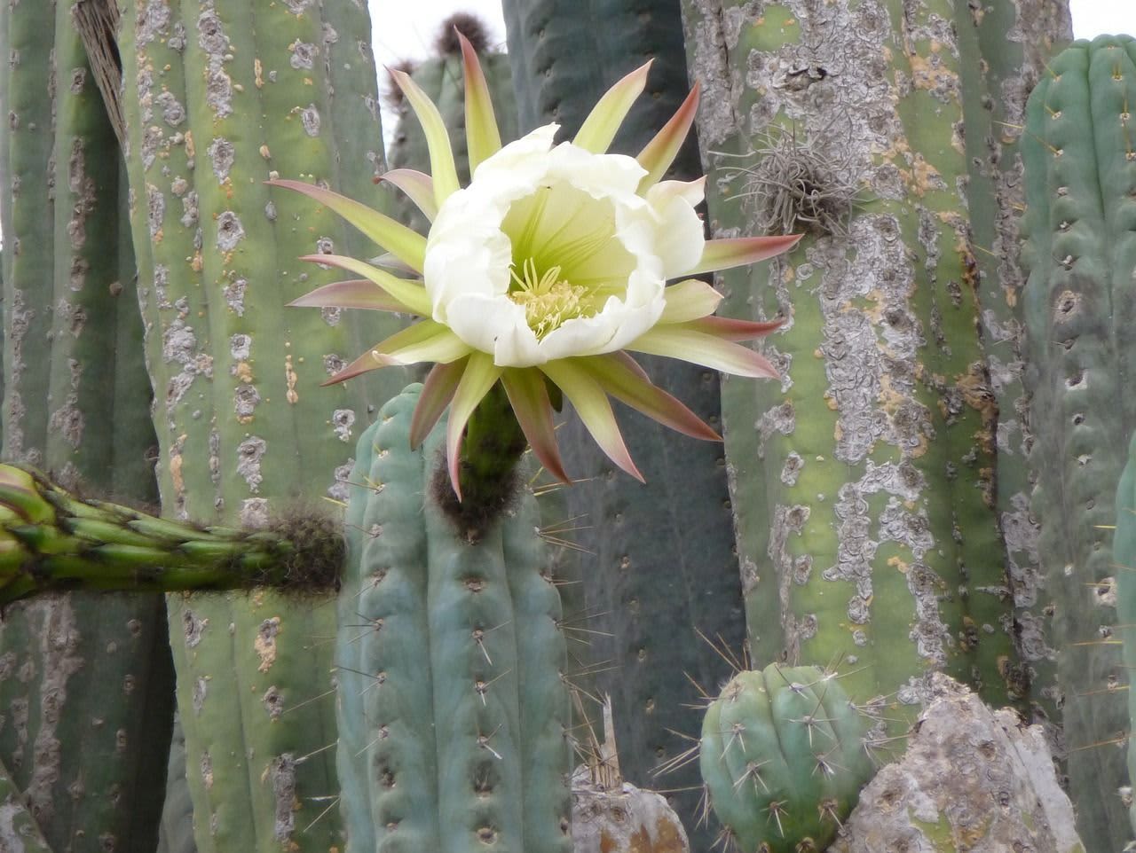 Cactus San Pedro