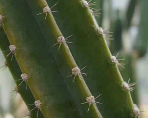echinopsis pachanoi san pedro
