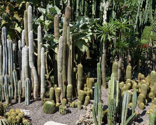 como es el cactus san pedro