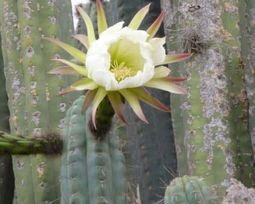 flor san pedro cactus como reconocerlo