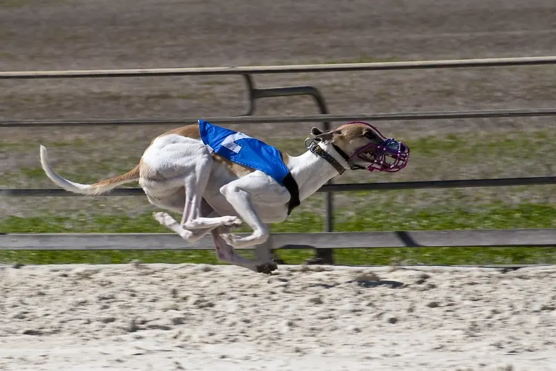 Gulfstream Park Racing and Casino