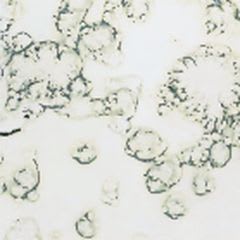 ANTIKKSPEIL GRIGIO ARGENT