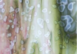 RING MOTTLE: HVIT,OLIVEN, GULLROSA