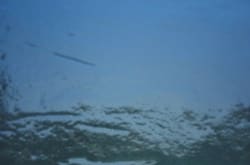 COE90 DIKROISK PÅ SORT B0100-50F GUL/BLÅ