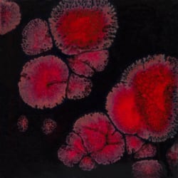 BLACK OPAL  473ML PE.GL.    1000-1060 MAYCO