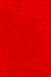 KOKOMO LL COLORESCENT RØD 81X81CM