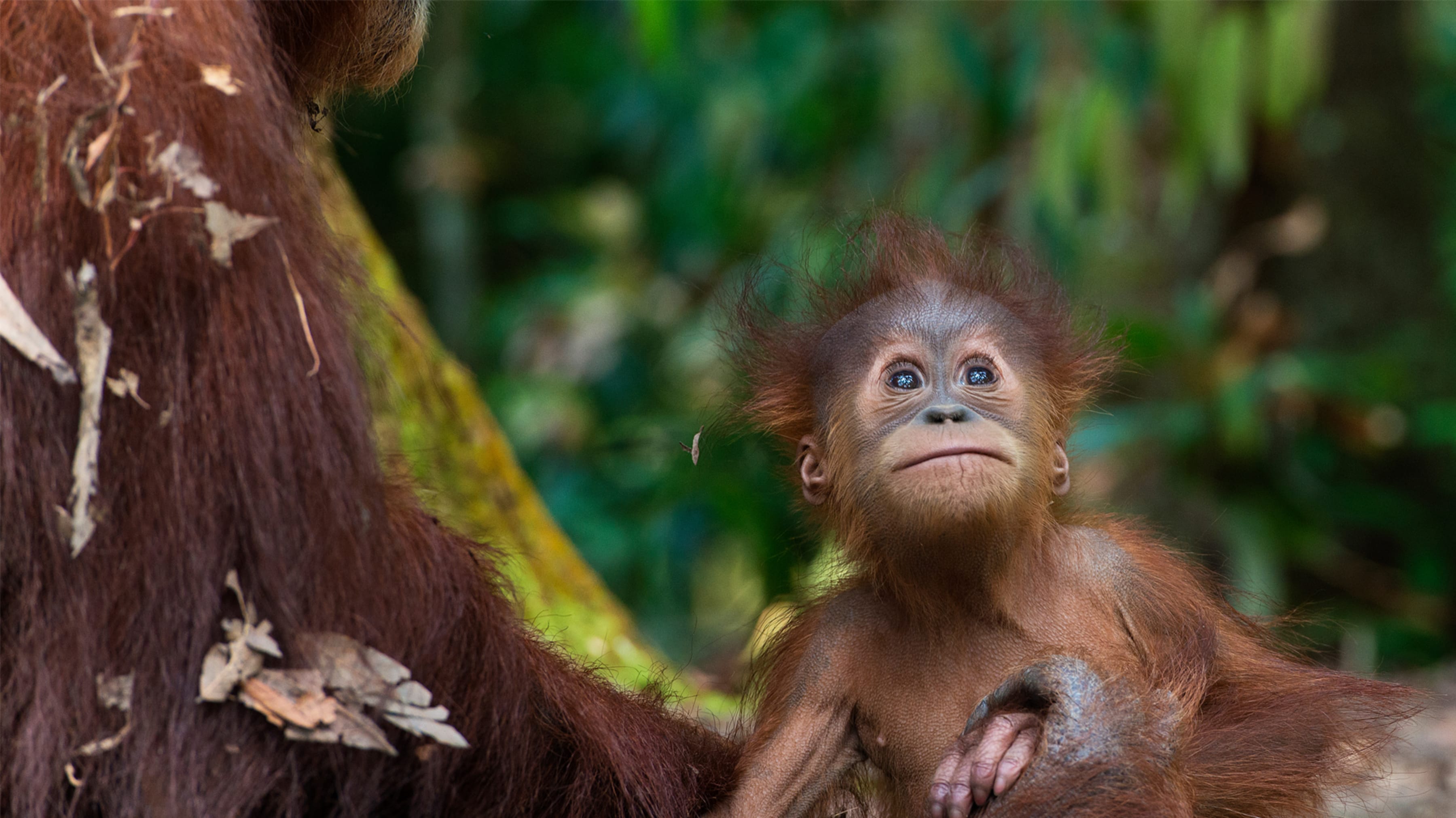 SOSsumatra スマトラで出会った確かな未来 - We Are Lush — Japan