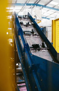 The granulator conveyor belt carrying black lush pots to be shredded