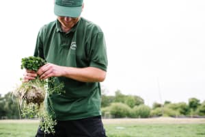 A person dressed in green harvests watercress