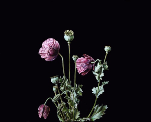 Photo of Still Life with Poppies