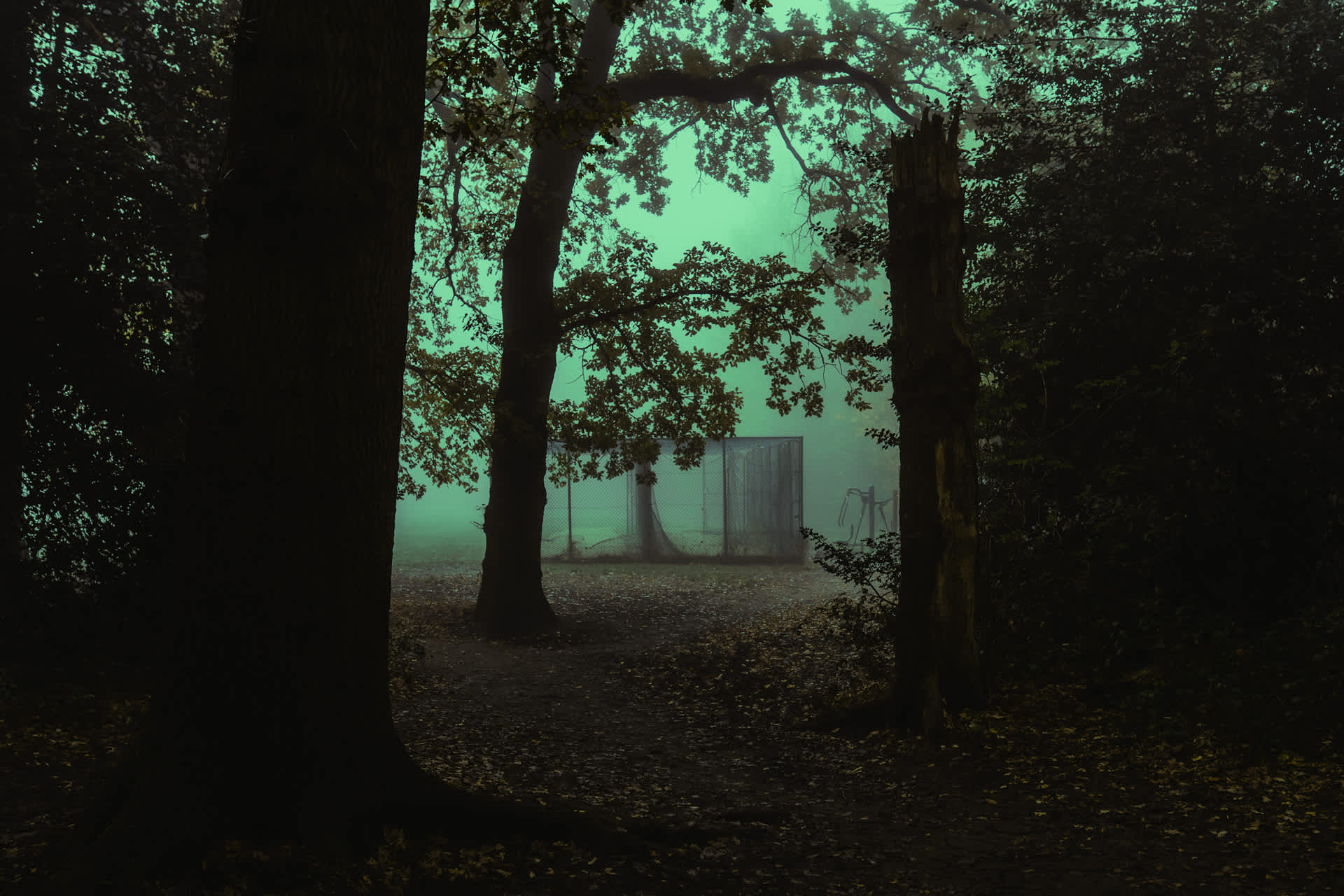 Dreamy and dark foggy forest