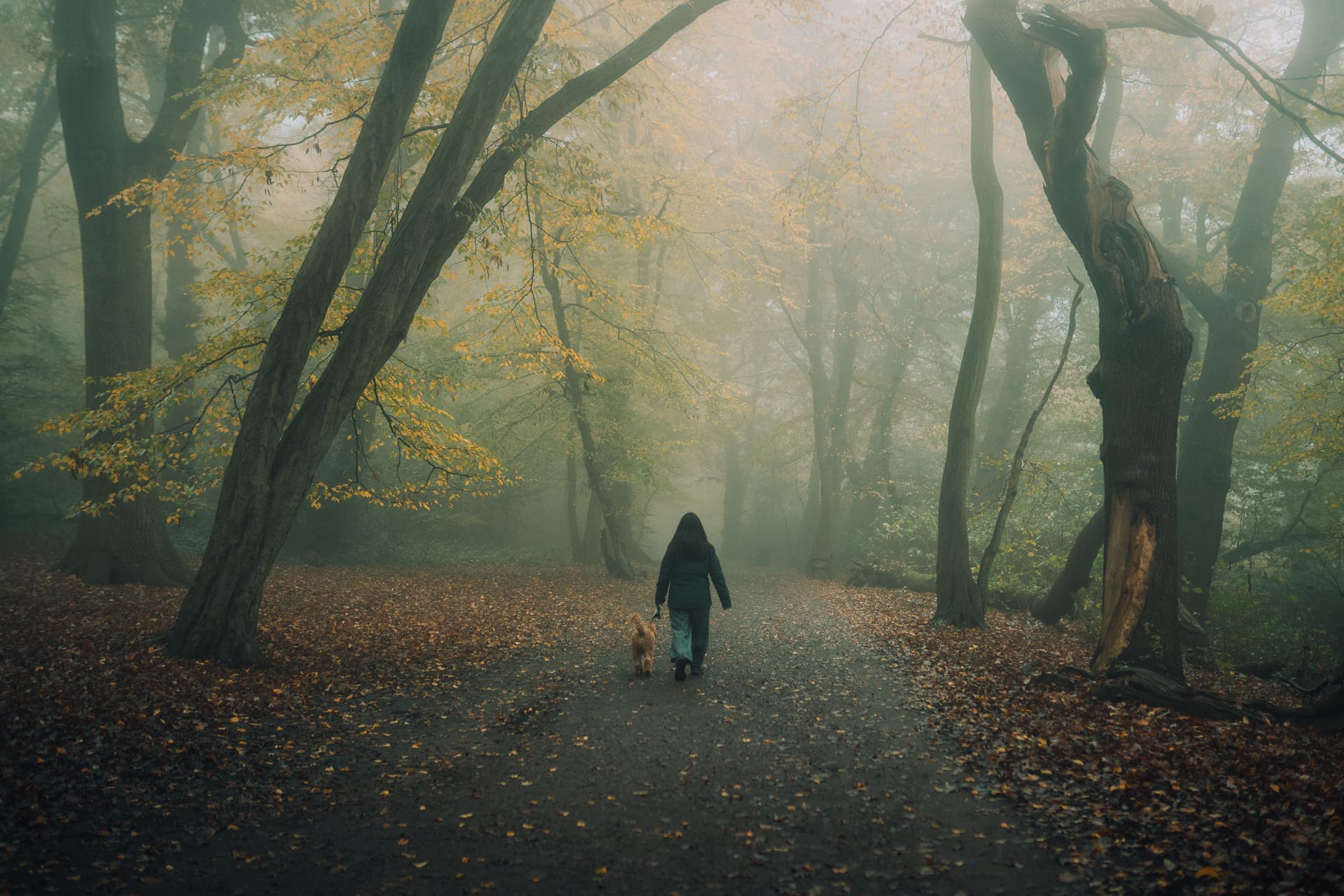 Woman walking her dog in a foggy forest park