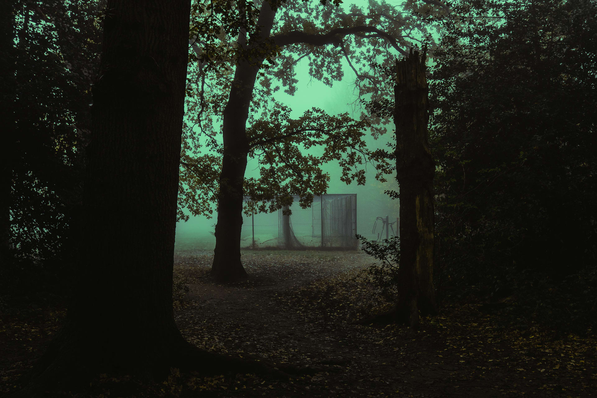 Dreamy and dark foggy forest