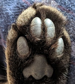 Underneath of a cat's paw