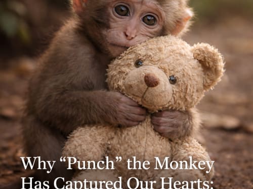 Punch: Attachment, Rejection and Human Nature