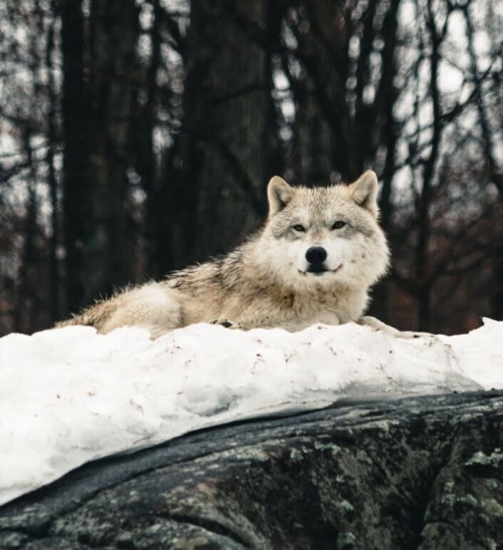 Are Narcissists Born or Made, or Both?