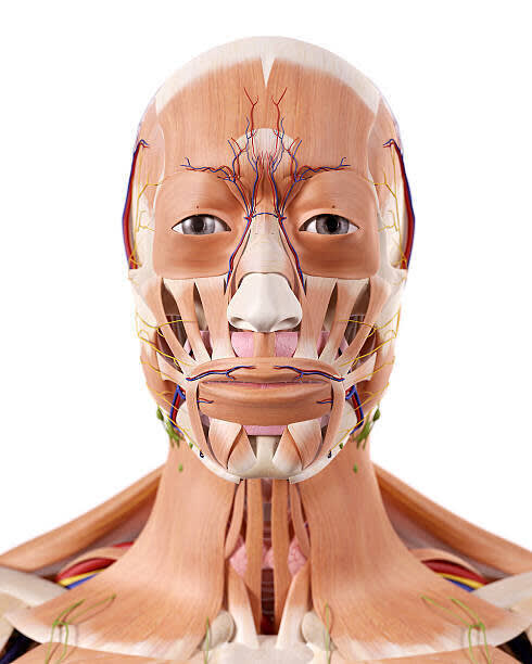 Anatomy and Physiology for facial aesthetics- level 7 module
