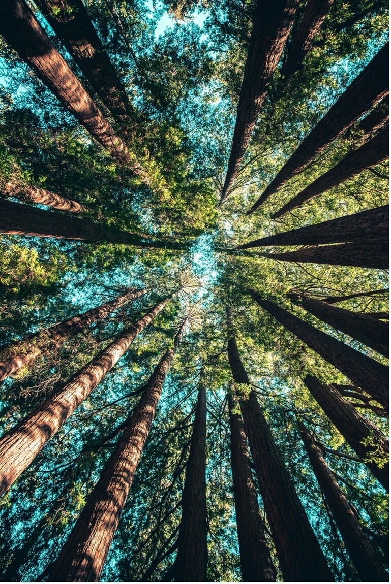  More Than a T-Shirt: Welcome to Blue Bear Prints