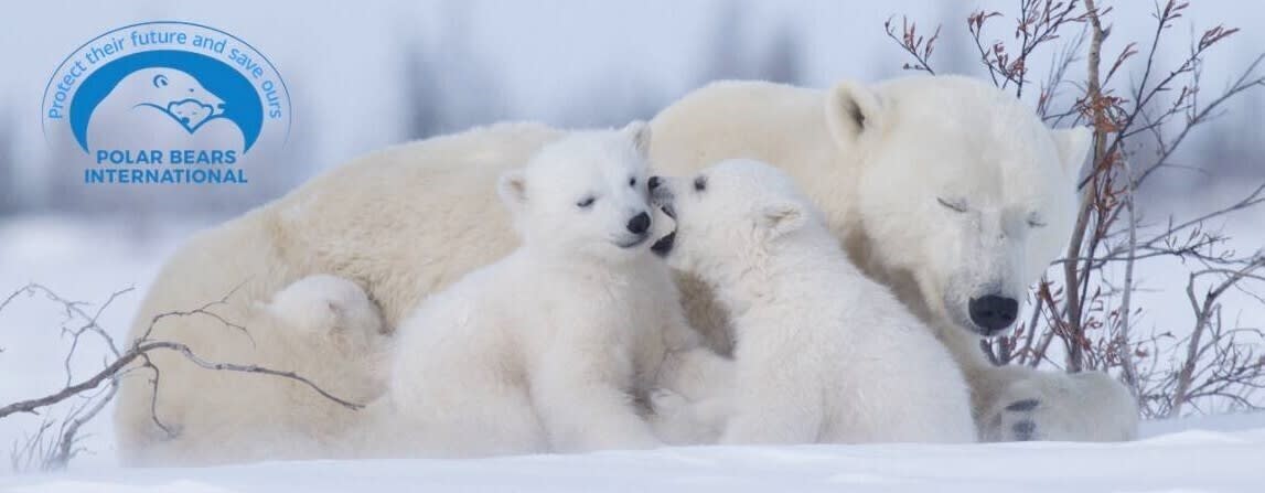 Polar bear family cuddling in snowy landscape with Polar Bears International logo, supporting wildlife conservation awareness.