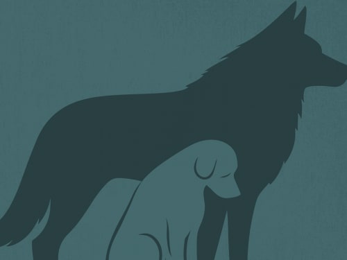 The Narcissistic Impact